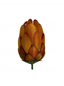 Protea główka wysokość 10 cm miodowa