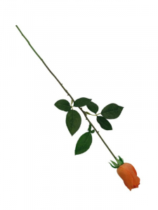 Róża kwiat pojedynczy 67 cm pomarańczowa