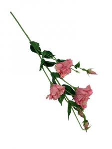 Eustoma gałązka 80 cm brudny róż