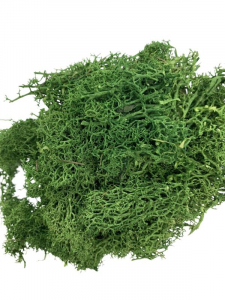 Mech chrobotek zielony op. 24 cm x 15 cm