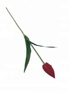 Tulipan kwiat pojedynczy 55 cm czerwony