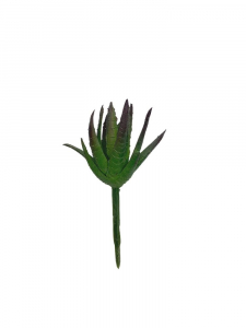 Sukulent 9 cm zielony z fioletem