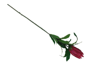 Protea gałązka 70 cm ciemny róż