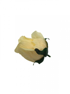 Róża główka 7 cm kremowa