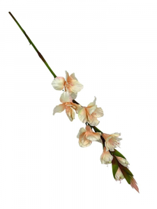 Mieczyk kwiat pojedynczy 85 cm waniliowy