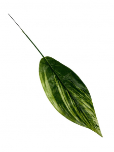Liść mały 37 cm zielono kremowy