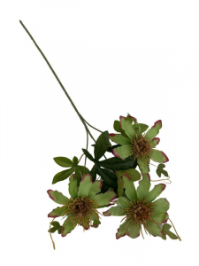 Męczennica gałązka 64 cm zielona z różowym cieniowaniem