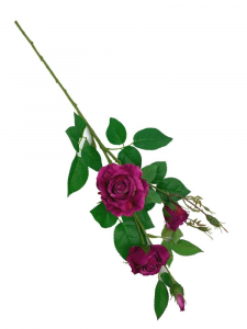 Róża kwiat pojedynczy 77 cm fuksjowa