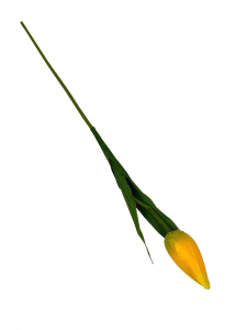 Tulipan gałązka 50 cm żółty