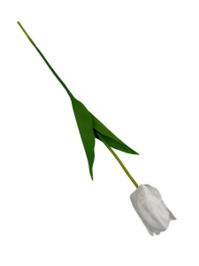Tulipan 61 cm biały