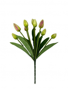 Bukiet 9 tulipanów 37 cm jasna zieleń
