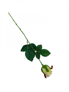 Róża kwiat pojedynczy 42 cm kremowa z zielenią