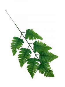 Liść leder (pietrucha) 50 cm zielony