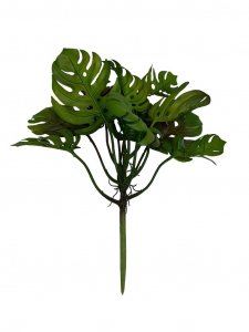 Monstera gumowana bukiet pik 31 cm zielona z brązem