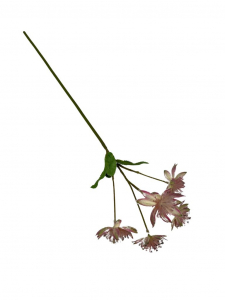 Astrantia (jarzmianka) 42 cm róż z zielonym