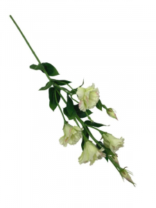 Eustoma kwiat pojedynczy 80 cm jasno zielona z różowym cieniowaniem