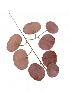 Eukaliptus populus gałązka 33 cm brudny róż