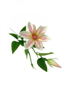 Klematis kwiat pojedynczy 48 cm jasno różowy