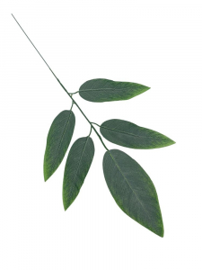 Liść mango 58 cm zielony omszony