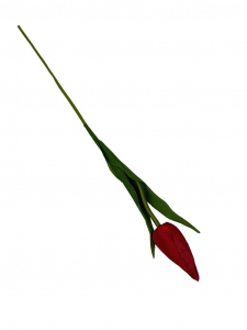 Tulipan gałązka 50 cm czerwony