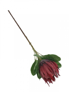 Protea pojedyncza 75 cm bordowy