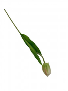 Tulipan kwiat pojedynczy 42 cm kremowo zielony