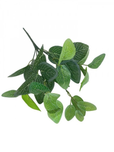 Fitonia bukiet liści 34 cm zielony