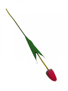 Tulipan kwiat pojedynczy 54 cm ciemno różowy
