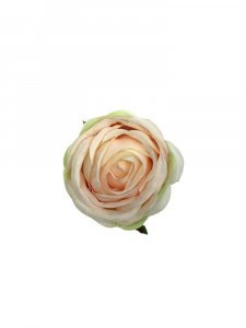 Róża główka 8 cm lekko brzoskwiniowa z jasną zielenią