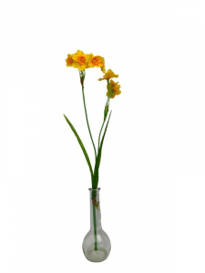 Narcyz kwiat pojedynczy 60 cm żółty z pomarańczowym cieniowaniem
