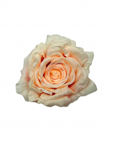 Róża duża główka 15 cm łososiowa