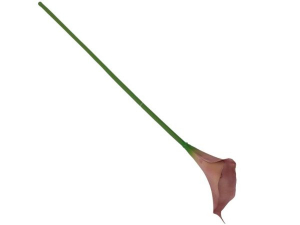 Kalia kwiat pojedynczy 67 cm brudny róż