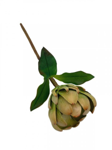 Protea kwiat pojedynczy 38 cm zielona