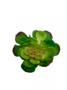 Sukulent 12 cm zielony z jasno różowym cieniowaniem