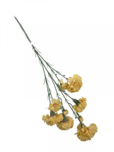 Goździk omszony kwiat pojedynczy 70 cm brzoskwiniowy