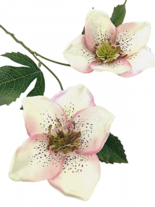 Ciemiernik kwiat pojedynczy 42 cm kremowy z jasno różowym cieniowaniem
