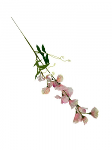 Groszek kwitnący gałązka 60 cm jasny róż