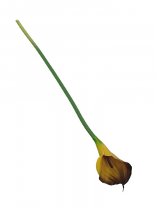 Kalia kwiat pojedynczy 71 cm brązowo żółta