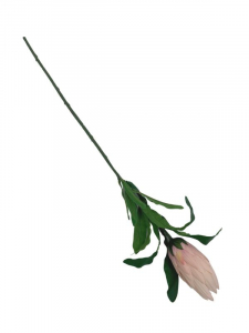 Protea gałązka 70 cm jasny róż