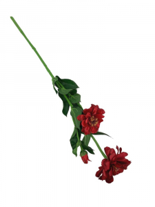 Cynia kwiat pojedynczy 62 cm czerwona