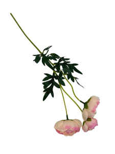 Pełniki gałązka 50 cm jasny róż i krem