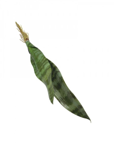 Sansewiera 42 cm zielona
