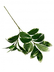 Liście laurowe gałązka 72 cm zielone białe