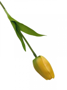 Tulipan kwiat pojedynczy 54 cm żółty