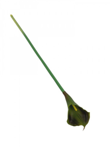 Kalia kwiat pojedynczy 71 cm oliwkowa