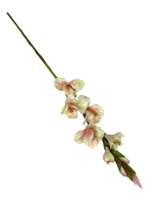 Mieczyk kwiat pojedynczy 85 cm jasno zielony z jasno różowym cieniowaniem