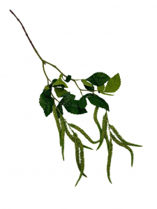 Szarłat zwis gałązka 90 cm jasno zielony