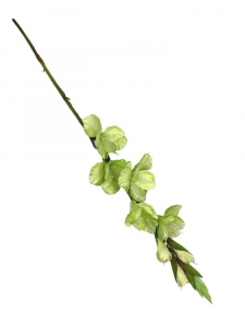 Mieczyk kwiat pojedynczy 85 cm zielony