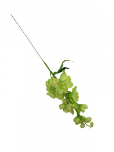 Ostróżka kwiat pojedynczy 44 cm zielona