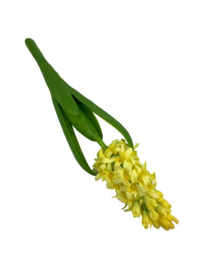 Hiacynt kwiat pojedynczy 40 cm żółty